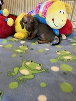 Red (short hair), a male Miniature Dachshund for sale in Jacksonville, TX – 7 of 10