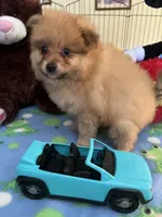 Rusty, a male Pomeranian for sale in Jacksonville, TX – 3 of 5