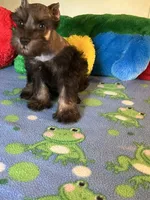 Coco, a male Miniature Schnauzer for sale in Jacksonville, TX – 5 of 9