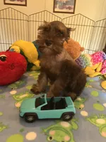 Max, a male Miniature Schnauzer for sale in Jacksonville, TX – 7 of 10