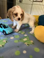 Biscuit , a male Cocker Spaniel and Cockalier for sale in Jacksonville, TX – 9 of 10
