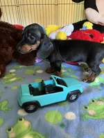 Samson, a male Miniature Dachshund for sale in Jacksonville, TX – 9 of 9