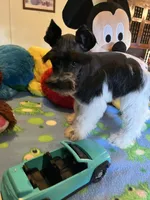 Davy, a male Miniature Schnauzer for sale in Jacksonville, TX – 6 of 10