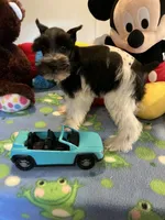 Davy, a male Miniature Schnauzer for sale in Jacksonville, TX – 4 of 10