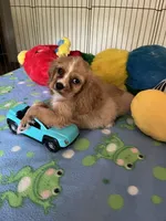 Red, a male Cocker Spaniel and Cockalier for sale in Jacksonville, TX – 10 of 10