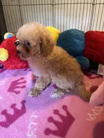 Kat, a female Maltipoo for sale in Jacksonville, TX – 8 of 8