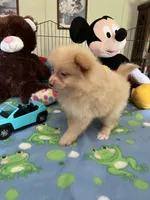 Teddy, a male Pomeranian for sale in Jacksonville, TX – 3 of 9
