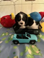 Clyde, a male Cocker Spaniel and Cockalier for sale in Jacksonville, TX – 7 of 10