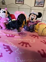 Sammi, a female Miniature Dachshund for sale in Jacksonville, TX – 9 of 10