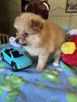 Rusty, a male Pomeranian for sale in Jacksonville, TX – 5 of 5