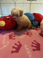 Kat, a female Maltipoo for sale in Jacksonville, TX – 7 of 8
