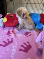 Kat, a female Maltipoo for sale in Jacksonville, TX – 3 of 8