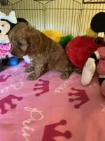 Ruby, a female Cavapoo for sale in Jacksonville, TX – 5 of 9