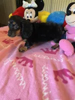 Lily (long hair), a female Miniature Dachshund for sale in Jacksonville, TX – 5 of 8