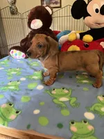 Max, a male Miniature Dachshund for sale in Jacksonville, TX – 7 of 10