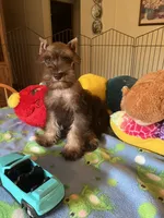 Max, a male Miniature Schnauzer for sale in Jacksonville, TX – 3 of 10