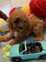 Red , a male Cavapoo for sale in Jacksonville, TX – 1 of 10
