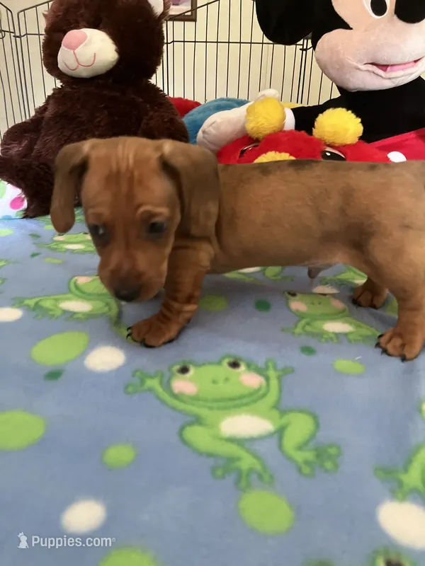 Max – Miniature Dachshund puppy for sale in Jacksonville, TX