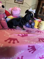 Sammi, a female Miniature Dachshund for sale in Jacksonville, TX – 2 of 10