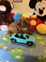 Rudy, a male Cavapoo for sale in Jacksonville, TX – 10 of 10