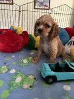 Max, a male Cocker Spaniel and Cockalier for sale in Jacksonville, TX – 3 of 9