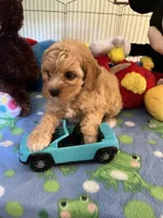 Tex, a male Cavapoo for sale in Jacksonville, TX – 2 of 9