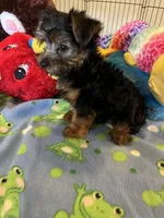 Max, a male Yorkshire Terrier for sale in Jacksonville, TX – 8 of 10