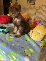 Max, a male Miniature Schnauzer for sale in Jacksonville, TX – 9 of 10