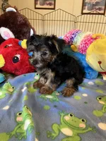 Max, a male Yorkshire Terrier for sale in Jacksonville, TX – 4 of 10