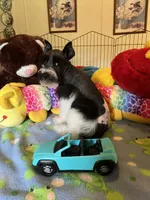 Teddy, a male Miniature Schnauzer for sale in Jacksonville, TX – 10 of 10