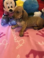 Daisy (short hair), a female Miniature Dachshund for sale in Jacksonville, TX – 6 of 10