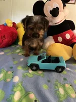 Davy, a male Yorkshire Terrier for sale in Jacksonville, TX – 7 of 9