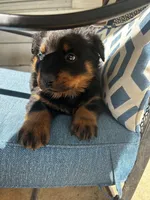 Green, a male Rottweiler for sale in Dayton, OH – 2 of 2