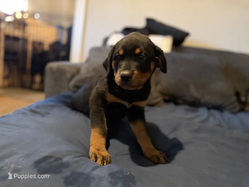 Willow – Rottweiler puppy for sale in Dayton, OH