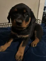 Willow, a female Rottweiler for sale in Dayton, OH – 2 of 2