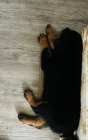 Blue, a male Rottweiler for sale in Dayton, OH – 1 of 2