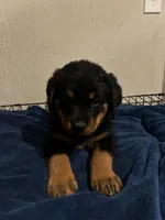 Diesel, a male Rottweiler for sale in Dayton, OH – 2 of 2