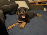 Poppy, a female Rottweiler for sale in Dayton, OH – 3 of 5