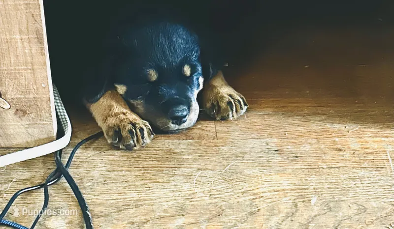 Purple  – Rottweiler puppy for sale in Dayton, OH