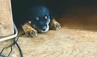 Purple , a female Rottweiler for sale in Dayton, OH – 1 of 2