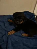 Roxie, a female Rottweiler for sale in Dayton, OH – 2 of 2