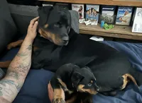 Pink, a female Rottweiler for sale in Dayton, OH – 2 of 2