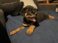 Poppy, a female Rottweiler for sale in Dayton, OH – 2 of 5