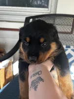 Purple , a female Rottweiler for sale in Dayton, OH – 2 of 2