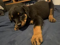 Poppy, a female Rottweiler for sale in Dayton, OH – 1 of 5