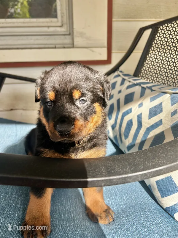 Yellow – Rottweiler puppy for sale in Dayton, OH