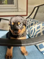 Yellow, a female Rottweiler for sale in Dayton, OH – 1 of 2