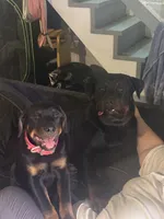 Poppy, a female Rottweiler for sale in Dayton, OH – 4 of 5