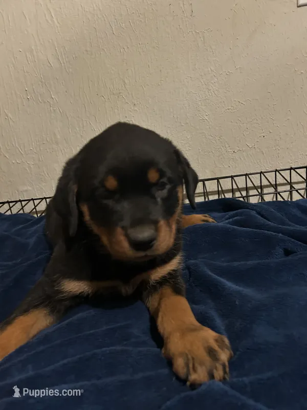 Willow – Rottweiler puppy for sale in Dayton, OH