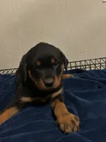 Willow, a female Rottweiler for sale in Dayton, OH – 1 of 2
